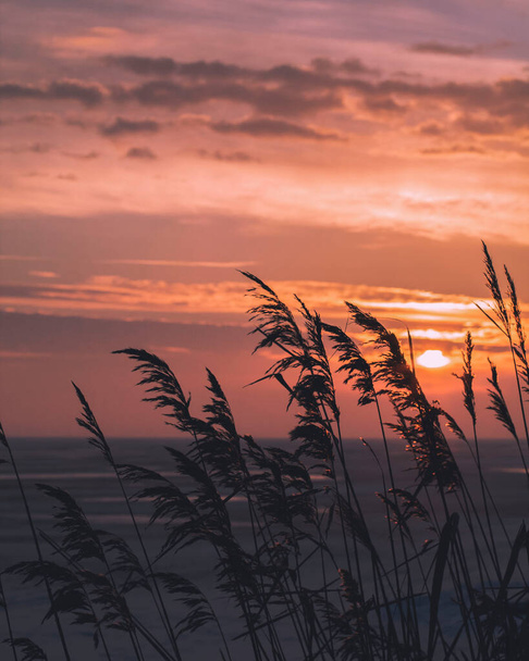 Reeds at dawn close up - Fotografie, Obrázek