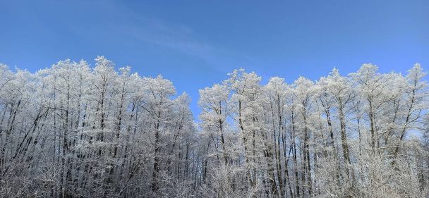 Κορώνες δέντρων καλυμμένες με λευκό παγετό. Λευκές κορυφές δέντρων σε χιόνι και παγωνιά. Δέντρα καλυμμένα με πάγο. Παγωμένος καιρός. Ωραίος χειμώνας στο δάσος. Χειμερινό πάρκο με όμορφα δέντρα. Χιονισμένο τοπίο - Φωτογραφία, εικόνα