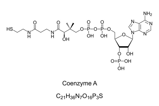 Coenzyme A, chemical formula and skeletal structure. Coenzyme, notable for its role in synthesis and oxidation of fatty acids, and oxidation of pyruvate in the citric acid cycle. Illustration. Vector. - Vector, Image