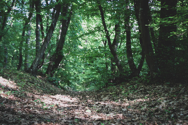 Τα φύλλα καλύπτουν το δρόμο στο δάσος και τα δέντρα στις πλευρές. - Φωτογραφία, εικόνα