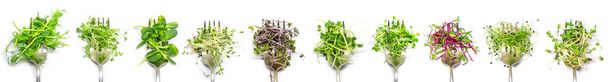 Collage of different microgreens on a white background. Selective focus. nature. - Photo, Image