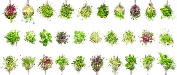 Collage of different microgreens on a white background. Selective focus. nature. - Photo, Image
