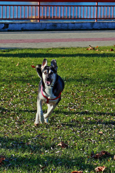 Happy Husky έξω για μια βόλτα στο πάρκο το απόγευμα. Ένα χαρούμενο, νεαρό, γεροδεμένο σκυλί που τρέχει μπροστά στην κάμερα. Κινούμενη εικόνα ζώου. Ενεργειακός σκύλος. Φιλικό οικιακό κατοικίδιο ζώο εξερεύνηση του περιβάλλοντος τομέα. - Φωτογραφία, εικόνα