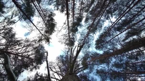 Borovice fouká ve větru s modrým nebem pozadí, Dolní pohled. Borovicový les vzhlíží ke korunám stromů. Statický záběr 4K - Záběry, video