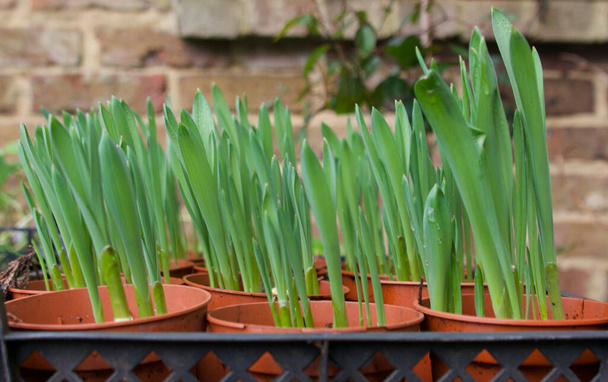 Spring scene showing green foliage of daffodils planted in pots - Photo, Image