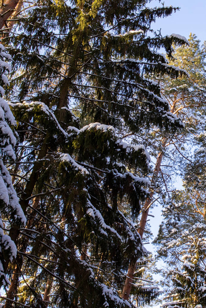 Bosque de invierno con pino en los rayos del sol de cerca - Foto, imagen