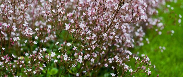 Saxifraga umbrosa, delicadas flores alpinas para climas frios, belas flores rosa claro. - Foto, Imagem