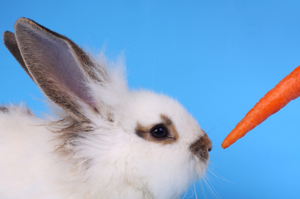 Пухнастий кролик і морква на синьому фоні
 - Фото, зображення