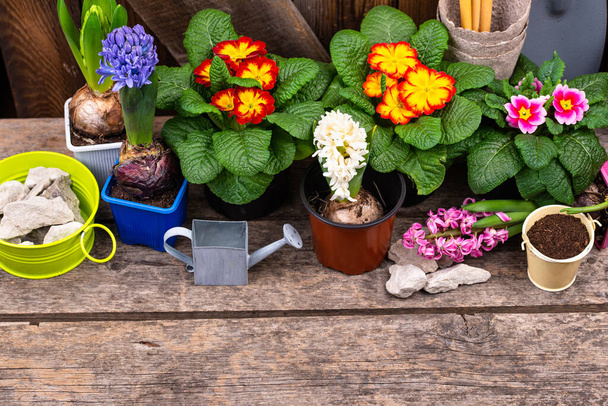 Весенняя садоводческая концепция с цветущими цветами - Фото, изображение