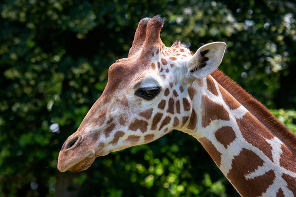Retrato de Girafa Reticulada, Girafa camelopardalis reticulata, também conhecida como girafa da Somália. - Foto, Imagem