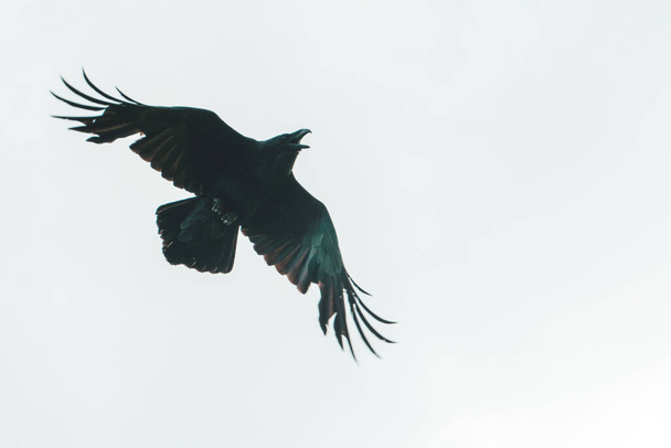 czarne krucze skrzydła rozpościerające się po niebie - Zdjęcie, obraz