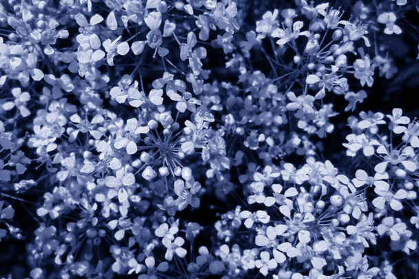 fondo floral borroso flores pequeñas claras sobre fondo azul púrpura - Foto, Imagen