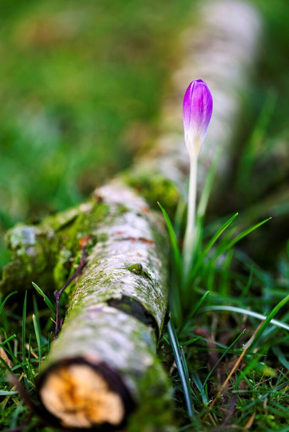 A portrait of a closed pruple crocus flower standing in the grass next to a broken branch in a lawn of a garden. The plant has a white stem and is slighty taller than the grass surrounding it. - Photo, Image
