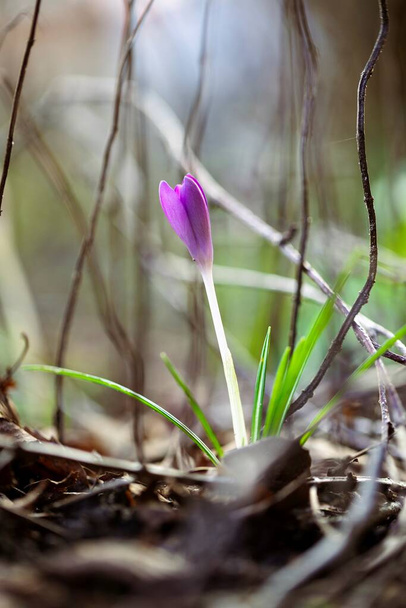 Maisemallinen muotokuva violetista krokoksen kukasta, joka seisoo muun vähemmän elävän kasvillisuuden välissä. Kasvi on valkoinen varsi ja antaa kohtaukselle väriä. - Valokuva, kuva
