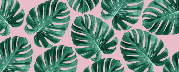 Top view of Monstera leaves on pink background, Summer nature fashion concept  - Valokuva, kuva