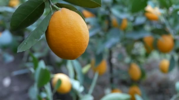 Ernte reife saftige Zitronen an einem Baum in einem Zitronengewächshaus. Reifes Obst im Garten - Filmmaterial, Video