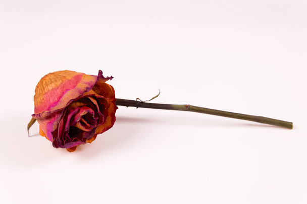vista lateral de un brote de rosa lila amarillento horizontalmente acostado con un tallo - Foto, imagen