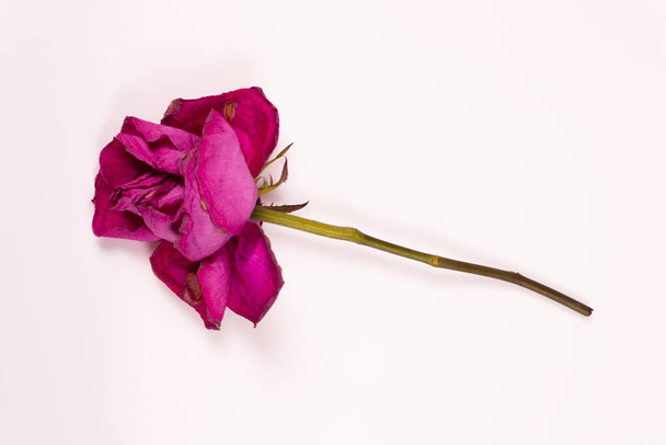 бузкова квітуча троянда лежить горизонтально з пелюстками в різних напрямках
 - Фото, зображення