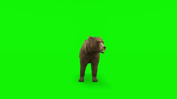 Urso morrendo - Chave de alta qualidade, Chroma e Loopable - Filmagem, Vídeo