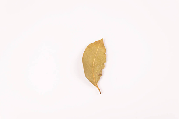 a yellow-gray leaf lies vertically, top view - Foto, afbeelding