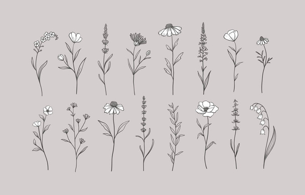 Set of Herbs and Wild Flowers. Hand drawn floral elements. Vector illustration, EPS 10. - Διάνυσμα, εικόνα