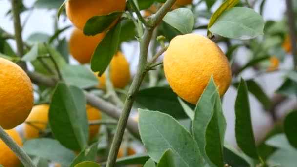 Nagy mennyiségű érett citrom egy citromfán. Érett, lédús citromot szüretelnek egy fán egy limonáriás üvegházban. Gyümölcs érlelése a kertben - Felvétel, videó
