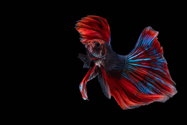 Betta splendensin rytmi taistelee kaloja vastaan eristetyllä mustalla taustalla. Liikkuva hetki kaunis valkoinen, sininen ja punainen siamilainen betta kala kopioi tilaa.  - Valokuva, kuva