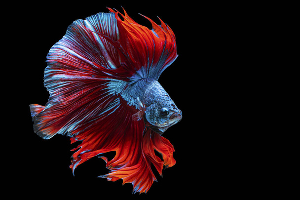 Ритміка бета, що бореться з рибою над ізольованим чорним тлом. Рухомий момент красива біла, синя і червона сіамська рибка з копіювальним простором
.  - Фото, зображення