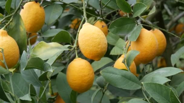 Reifes Obst im Garten aus nächster Nähe. Ernte reifer saftiger Zitronen auf einem Baum in einem Zitronengewächshaus - Filmmaterial, Video