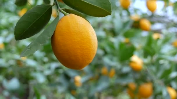 Vista de cerca del limón maduro en una rama de limonero. Cosechar limones jugosos maduros en un árbol en un invernadero de limonaria. Maduración de frutas en el jardín - Metraje, vídeo