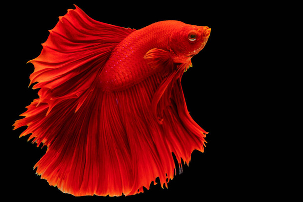 Red Siamese betta καταπολέμηση των ψαριών όμορφη κίνηση πολυτέλεια χορευτική δύναμη πάνω από απομονωμένο μαύρο φόντο. Ζωικό χόμπι υποβρύχια έννοια. - Φωτογραφία, εικόνα