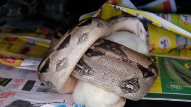 boa constrictor mange un rat en captivité  - Séquence, vidéo