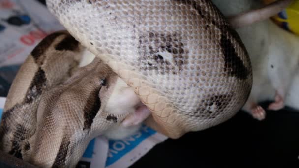 Boa constrictor jí krysu v zajetí  - Záběry, video