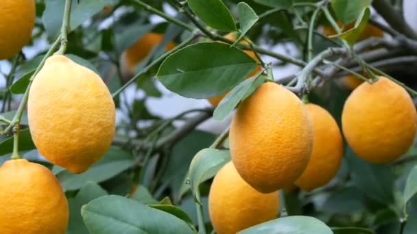 レモンの木に熟したレモンがたくさんあります。レモネリア温室内の木に熟したジューシーなレモンを収穫します。庭で果実を熟す - 映像、動画