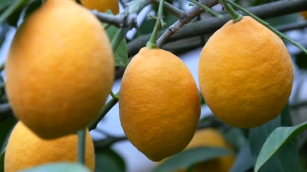 レモンの木に熟したレモンがたくさんあります。レモネリア温室内の木に熟したジューシーなレモンを収穫します。庭で果実を熟す - 映像、動画