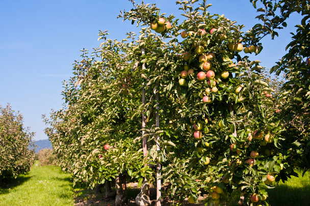 Jablko plantáž - Fotografie, Obrázek