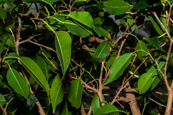Ciemnozielone liście i gałęzie ficus benjamina - Zdjęcie, obraz