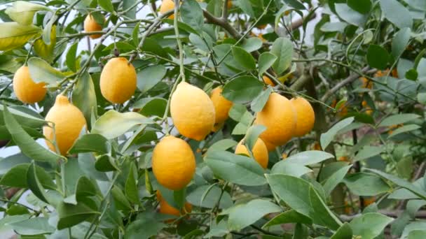 Una gran cantidad de limones maduros en un limonero. Cosechar limones jugosos maduros en un árbol en un invernadero de limonaria. Maduración de frutas en el jardín - Metraje, vídeo