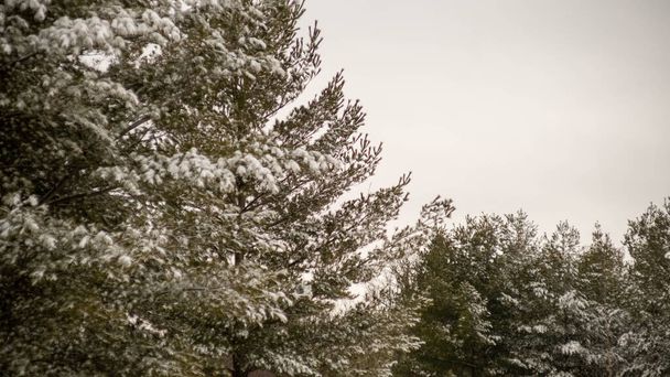 El primer plano de la nieve sobre el árbol en el bosque invernal. Ontario Canadá árboles cubiertos de nieve - Foto, Imagen
