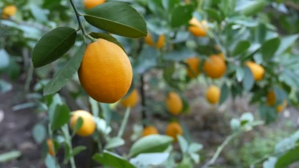 Cosechar limones jugosos maduros en un árbol en un invernadero de limonaria. Maduración de frutas en el jardín - Metraje, vídeo