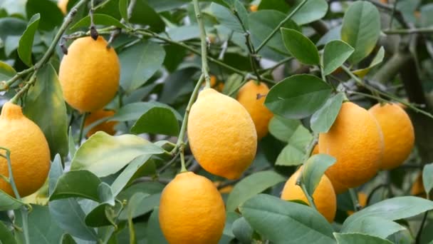 Una gran cantidad de limones maduros en un limonero. Cosechar limones jugosos maduros en un árbol en un invernadero de limonaria. Maduración de frutas en el jardín - Metraje, vídeo
