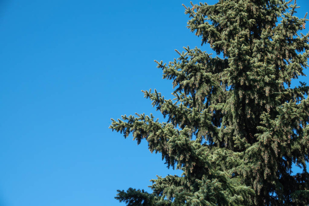 Fir branches with fresh shoots in spring on blue sky background. Young green shoots of spruce in the spring. Spruce branches on a blue background. - Fotoğraf, Görsel