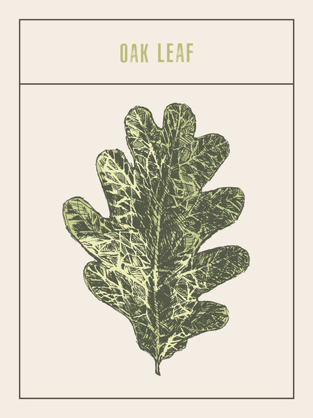 Vektorový dubový list, ručně kreslený, náčrt - Vektor, obrázek