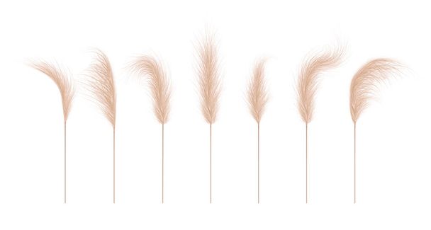 Pampas grass collection. Floral ornament elements in boho style. Vector illustration isolated on white background. Trendy design for wedding invitations, postcards, interior or flower arrangements - Вектор,изображение