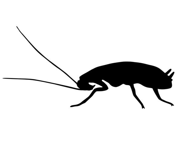 黒いゴキブリ - ベクター画像