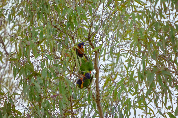 木の枝の間で遊ぶ3羽の虹色のロリケットは、鮮やかな色の羽で際立っています - 写真・画像