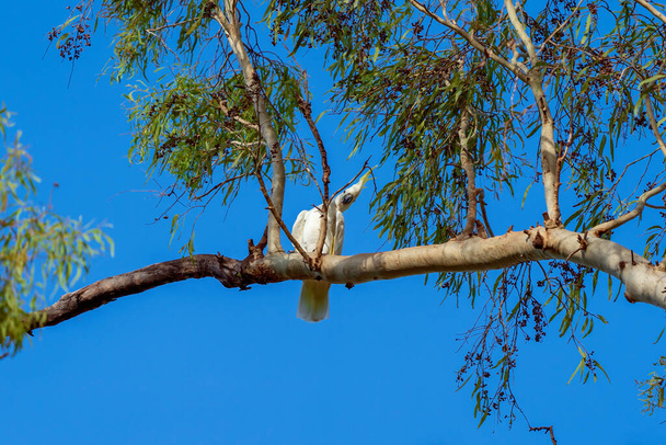 Siarka-crested biały kakadu usiadł dociekliwie na gałęzi drzewa na tle błękitnego nieba - Zdjęcie, obraz