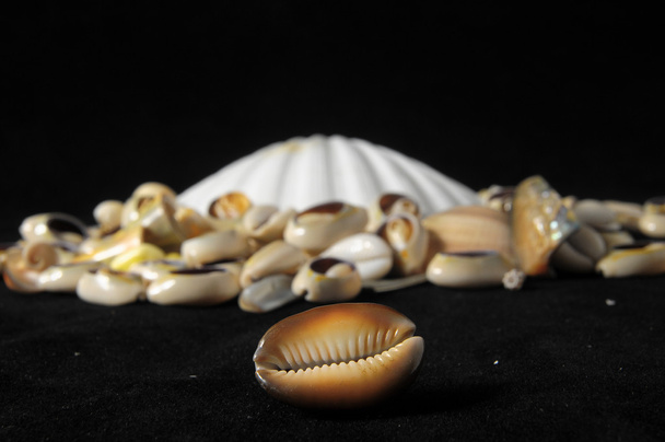 Sea Shell - Photo, Image