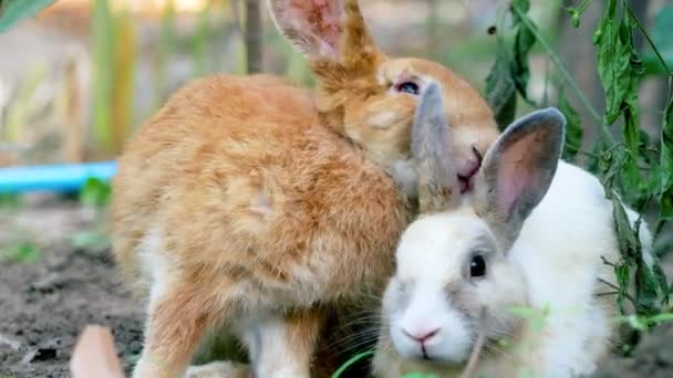 Two adorable rabbits sleeps on the ground in the backyard. Easter bunny. - Footage, Video