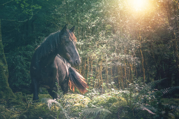 Czarny koń w lesie - Zdjęcie, obraz